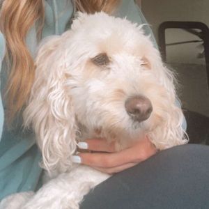 Meet your Posher, Ally